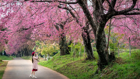 Allée de cerisiers en fleurs au Japon, symbole de beauté éphémère et de renouveau.